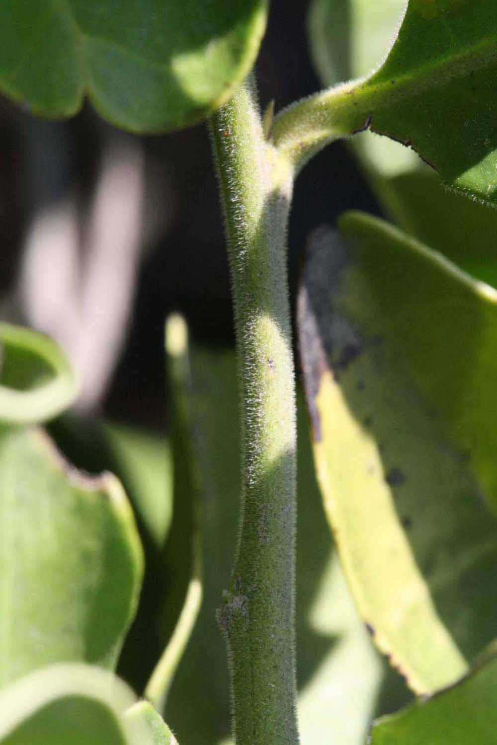            First year twig (Riverside, CA)   